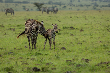 mother zebra and foal on the savannah