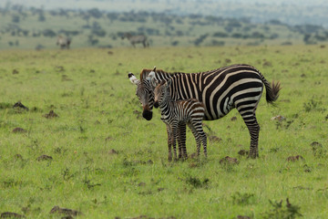 Obraz na płótnie Canvas mother zebra and foal on the savannah