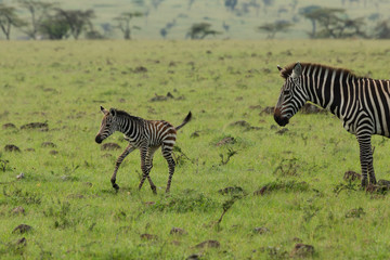 Naklejka premium mother zebra and foal on the savannah