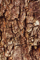 Old tree bark, classic beautiful wood texture.