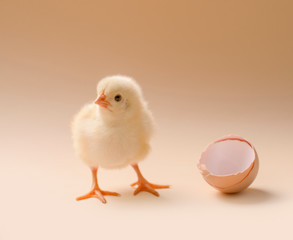 Image of a newborn fluffy fledgling chicken next to the eggshell.