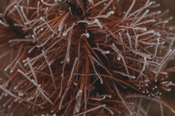 Snow covered yellow pine branches. Plant disease concept.