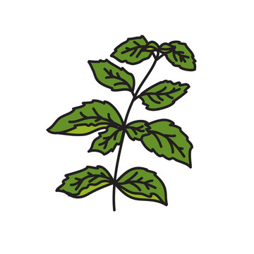 basil doodle icon, vector illustration