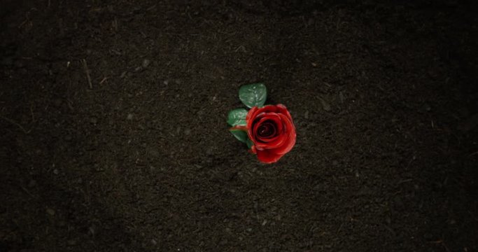 4K Time Lapse Of A Amazing Red Rose Growing Up From An Over Shot View