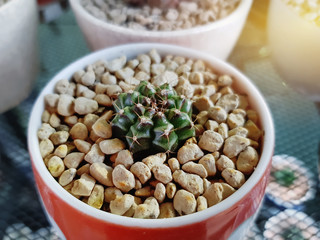 Close-up Decorative Succulent Plant in Small Pot
