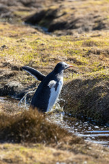 Eselspinguin