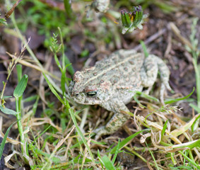 Crapaud