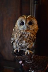 owl bird