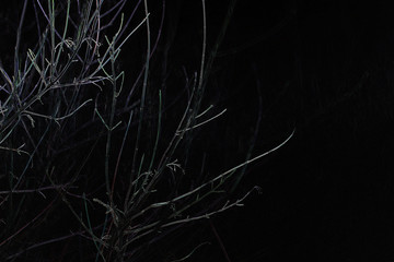  branches of wild plum at night