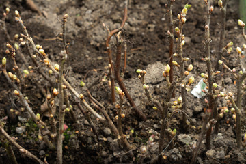 Many branches with buds for vegetative propagation.