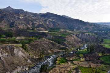 Fototapeta na wymiar View into the Colca Canyon with his rice terrace in Peru