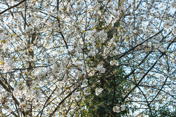 Wild cherry tree blooming in spring