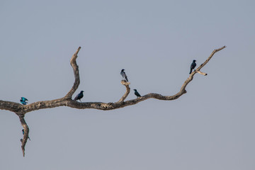 Dead or very dry tree without leaves in the dry season in a national park in Botswana or Namibia, Africa.