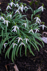Snowdrops in the forest in the early spring. Wild flowers on the meadow.