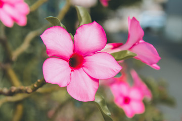 Beautiful Desert rose flower in the garden. Mock azalea flowers. Adenium obesum. floral