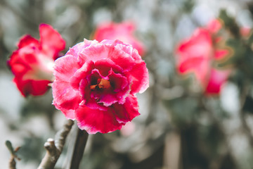 Beautiful Desert rose flower in the garden. Mock azalea flowers. Adenium obesum. floral