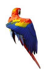 Fototapeta premium The King of parrots bird Scarlet macaw vivid rainbow colorful animal. Isolated on white background. This has clipping path. 