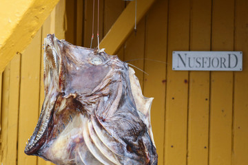 Stockfisch Kopf in Nusfjord auf den Lofoten