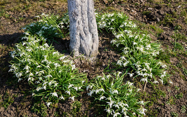 Snowdrops in the forest in the early spring. Wild flowers on the meadow.