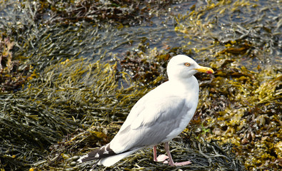 Goéland oiseau de mer en attente de pêche d'un poisson dans le Finistère en Bretagne