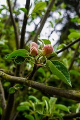 Beginning to bloom pink flowers of apple. Unblown flower buds of apple.