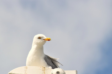 Goéland oiseau de mer en attente de pêche d'un poisson dans le Finistère en Bretagne