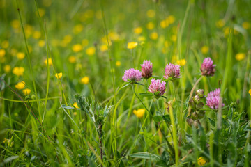 Closeup of the blossoms of red clover in a meadow
