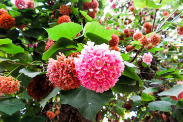  Dombeya wallichii
