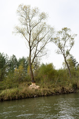 Albero rosicchiato dai castori