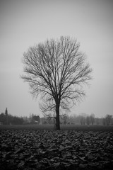 Black and white tree in the northern Italy country