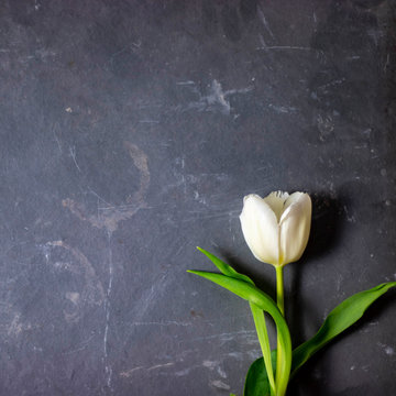 tulpen hintergrund