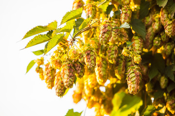 Fresh hop cones over sky background, close up