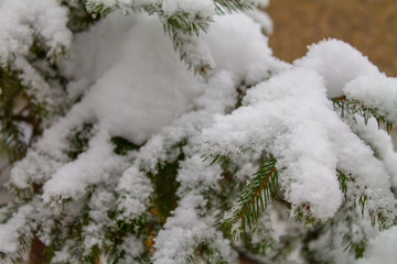 Green spruce covered with snow