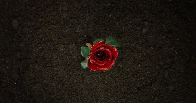 4K Time Lapse Of A Bright Red Rose  Growing From An Over Shot View