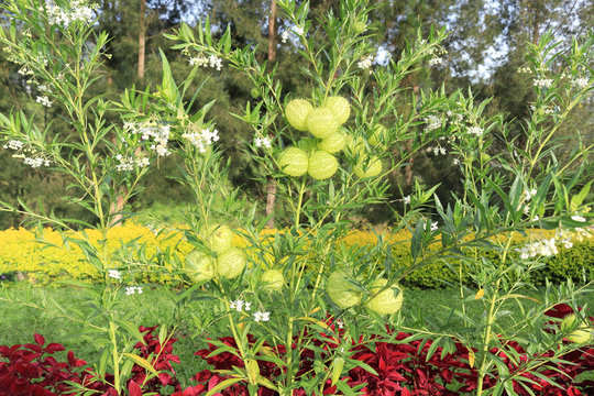 Gomphocarpus physocarpus, balloonplant, balloon cotton-bush, bishop's balls, nailhead, green swan plant, or milkweed tree plant 