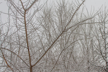 Branches covered by snow. Small tree with frozen branches.