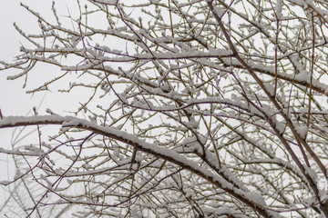 Frozen branches with snowflakes. Snowy branches.