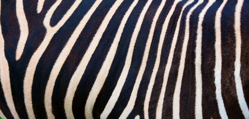 Fototapeta na wymiar Zebra background, black and white stripes. Photo of the skin of a real zebra skin.