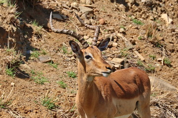 Impala Bock 3947