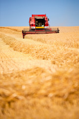 Obraz premium Moissonneuse rouge dans un champ de blé durant la moisson.