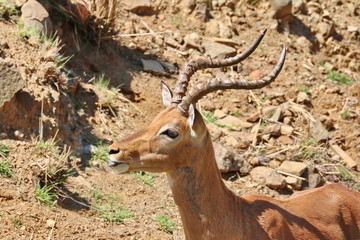 Impala Bock 3949