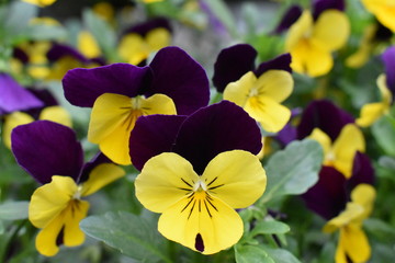 Yellow and purple colored wild flowers of France