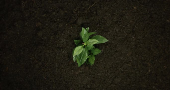4K Time Lapse Of A Leaf Plant Growing From An Over Shot View