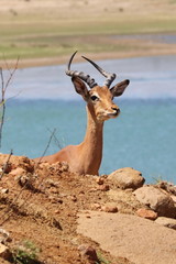 Junges Impala Männchen 3958