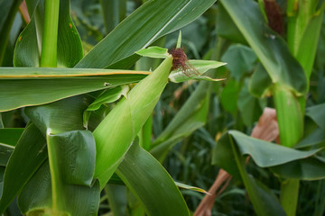 Plant Corn on the Cob