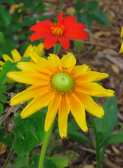 Flowers in a park on Mackinac Island, Michigan