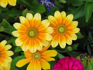 Flowers in a park on Mackinac Island, Michigan