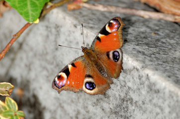 European peacock ´Aglais io´ on a stone