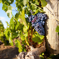 Raisin noir dans un vignoble en France.