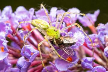 Beautiful Peucetia viridans, Green Lynx spider, eating a fly while sitting on top of light violet Buddleia flowers